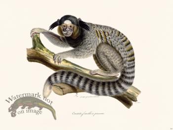 Cuvier 362 Female Marmoset